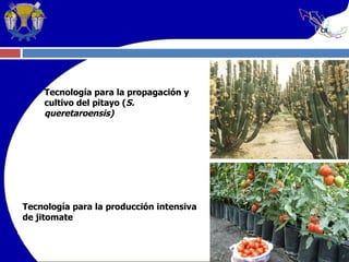 Tecnología para la producción intensiva de jitomate Tecnología para la propagación y cultivo del pitayo ( S. queretaroensis) 