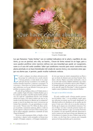 20 La fertilidad de la tierra nº 29
E
l cardo y cualquier otra planta adventicia proli-
fera porque las condiciones de su medio natural,
o biotopo primario, se están dando en ese campo
cultivado (biotopo secundario) y las semillas que
estaban dormidas despiertan y empiezan a propagarse. Si
conocemos y observamos ese biotopo primario sabremos
qué condiciones son las que debemos evitar para que no
prolifere en nuestros cultivos.
El cardo del que hablamos ahora es el Cirsium arvense o
cardo cundidor. Según el botánico Günther Kunkel, que se
ha ocupado de estudiar y describir muchas hierbas adventi-
cias, este cardo fue “originalmente descrito como Serratula
arvensis por Linneo. Una especie eurásica que una vez en-
raizada es más fácil observar su difusión que su extirpación”
porque se trata de una planta muy tenaz e invasora por sus
rizomas bien enterrados, a los que generalmente no pode-
mos acceder. “Alcanza entre 50 y 100cm de altura, sus ho-
jas son partidas y sumamente espinosas, glabras y verdes en
la parte superior y pilosas en el envés. Flores rosáceas, situa-
das en cabezas agrupadas, espinulosas y terminales de hasta
15mm de diámetro”. (1)
Sin ser un cardo propiamente dicho, es familia o al me-
nos próximo a algunos cardos protegidos en Europa (por
ejemplo el Eryngium campestre o el Eryngium maritimum) y
de otros que tienen un interés ornamental por sus flores y
que son fuente de alimento para una fauna bastante abun-
dante y diversa. Algunos son incluso medicinales, como es
el caso del cardo mariano (Silybum marianum), muy utiliza-
do en fitoterapia por sus benéficos efectos sobre el hígado, o
la Serratula nudicaulis, muy apreciada por los conejos y que
en los años 40, según Pio Font Quer(2)
a falta de quinina se
empleó contra el paludismo en la provincia de Huelva.
Por qué es tan difícil retirarlo
El cardo cundidor puede colonizar grandes extensio-
nes de praderas, viñas... y es un problema cuando quere-
mos adecentar un terreno que ha estado abandonado. La
dificultad estriba en la abundancia de las semillas que dis-
persa el viento pero sobre todo en su peculiar sistema ra-
dicular, que le asegura una extraordinaria resistencia. Vea-
mos el dibujo. Las raíces verticales penetran muchos me-
tros para obtener alimento y agua. Los rizomas horizonta-
les, paralelos a la capa superficial cultivada, almacenan re-
servas y emiten sin cesar nuevos brotes que alimentan con
la fotosíntesis al conjunto de raíces. Primero surge un bro-
te tierno, con dos hojas lisas y carnosas, pero enseguida
aparecen las hojas pinchudas que le caracterizan.
Las que llamamos "malas hierbas" son en realidad indicadores de la salud y equilibrio de una
tierra, ya sea un pastizal, una viña, un huerto... Crecen de forma natural en un lugar, pero a
veces pueden proliferar entre nuestros cultivos con una tenacidad que puede ser exasperante,
como es el caso del cardo cundidor. Saber qué condiciones necesita para crecer convertirá esta
planta pinchuda en un buen bioindicador del estado de nuestra tierra y nos mostrará cómo apa-
gar esa alarma que, si persiste, puede resultar realmente molesta
. . . . . . . . . . . . . . . . . Texto: Carlos Romaní
Fotografías: Fernando López
La Fertilidad Nº 29 31/05/2007 18:46 Página 20
 