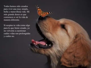 Todos hemos sido creados para vivir una muy simple, bella y maravillosa vida. Mi más grande deseo es que comiences a ver la vida de manera diferente.  Si aceptas tu vida como algo para lo que fuiste creado, ya no volverás a cuestionar cuáles vidas son prolongadas y cuáles no. 