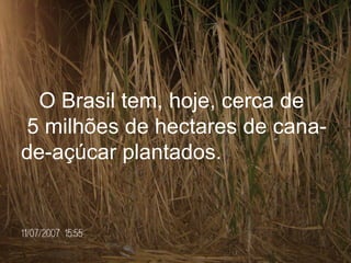 O Brasil tem, hoje, cerca de  5 milhões de hectares de cana-de-açúcar plantados.   