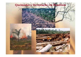 Queimadas e Devastação em Rondônia
 
