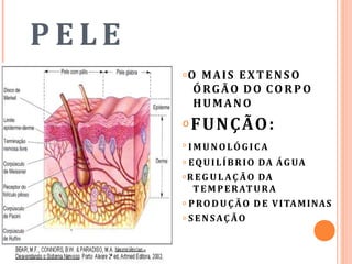 P E L E
𝗈O MAIS EXTENSO
ÓRGÃO DO CO R PO
HUMANO
𝗈 FUNÇÃO:
𝗈 IMUNOLÓGICA
𝗈 EQUILÍBRIO DA ÁGUA
𝗈R EG U L AÇ ÃO DA
TEMPERATURA
𝗈 PRODUÇÃO D E VITAMINAS
𝗈 S ENSAÇÃO
 