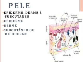 P E L E
𝗈E PIDE RM E , DE RME E
SUBCUTÂNEO
𝗈E PIDE RM E
𝗈DE RM E
𝗈S U BC U TÂNE O OU
HIPODERME
 