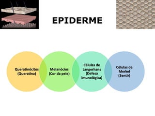 EPIDERME
 