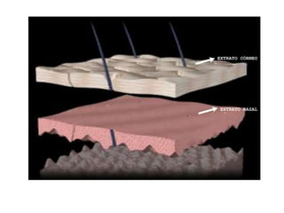 EXTRATO CÓRNEO
EXTRATO BASAL
 