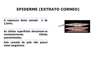 EPIDERME (EXTRATO CORNEO)
 