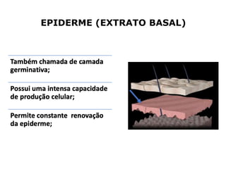 EPIDERME (EXTRATO BASAL)
 