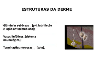 ESTRUTURAS DA DERME
 