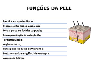 FUNÇÕES DA PELE
 