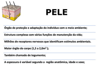 PELE
 