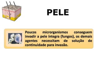 PELE
 