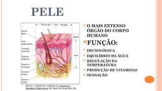 PELE
 O MAIS EXTENSO
ÓRGÃO DO CORPO
HUMANO
FUNÇÃO:

IMUNOLÓGICA
 EQUILÍBRIO DA ÁGUA
 REGULAÇÃO DA
TEMPERATURA
 PRODUÇÃO DE VITAMINAS
 SENSAÇÃO
 
