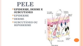 PELE
 EPIDERME, DERME E
SUBCUTÂNEO
 EPIDERME
 DERME
 SUBCUTÂNEO OU
HIPODERME
 