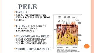 PELE
 CABELO
 BARBA, COURO CABELUDO,
AXILAS, COXAS E SUPERCÍLIOS
 QUEDA
 UNHA – PLACA DURA DE
CERATINA, DURA E
TRANSPARENTE
 GLÂNDULAS DA PELE –
GLANDULAS SUDORÍPARAS
GLÂNDULAS SEBÁCEAS E
GLÂNDULAS CERUMINOSAS
 MICROBIOTA DA PELE
 