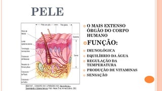 PELE
 O MAIS EXTENSO
ÓRGÃO DO CORPO
HUMANO
FUNÇÃO:
 IMUNOLÓGICA
 EQUILÍBRIO DA ÁGUA
 REGULAÇÃO DA
TEMPERATURA
 PRODUÇÃO DE VITAMINAS
 SENSAÇÃO
 