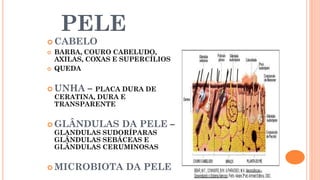PELE
 CABELO
 BARBA, COURO CABELUDO,
AXILAS, COXAS E SUPERCÍLIOS
 QUEDA
 UNHA – PLACA DURA DE
CERATINA, DURA E
TRANSPARENTE
 GLÂNDULAS DA PELE –
GLANDULAS SUDORÍPARAS
GLÂNDULAS SEBÁCEAS E
GLÂNDULAS CERUMINOSAS
 MICROBIOTA DA PELE
 