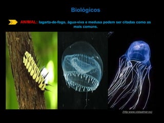 Biológicos 
ANIMAL: lagarta-de-fogo, água-viva e medusa podem ser citadas como as 
mais comuns. 
(http:www.vistaalmar.es) 
 