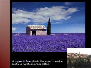Ici, le pays de Sault, dans le département du Vaucluse,
qui offre un magnifique camaïeu de bleus.
 
