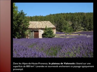 Dans les Alpes-de-Haute-Provence, le plateau de Valensole s'étend sur une
superficie de 800 km². Lavandes et tournesols enchantent ce paysage typiquement
provençal.
 
