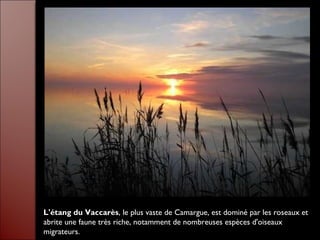 L'étang du Vaccarès, le plus vaste de Camargue, est dominé par les roseaux et
abrite une faune très riche, notamment de nombreuses espèces d'oiseaux
migrateurs.
 