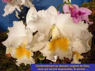 Conformément au dessein originel de Dieu,
ceux qui seront ressuscités, le seront….
 