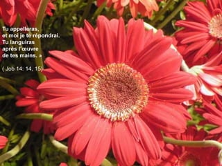 Tu appelleras,
et moi je te répondrai.
Tu languiras
après l’œuvre
de tes mains. »
( Job 14: 14, 15)
 