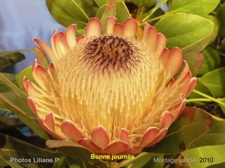 Bonne journée
Photos Liliane.P Montage lolo54 2010.
 