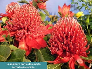 La majeure partie des morts
seront ressuscités.
 