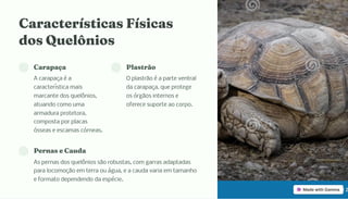 Caracterí tica Fí ica
do Quelô io
Carapaça
A carapaça é a
característica mais
marcante dos quelônios,
atuando como uma
armadura protetora,
composta por placas
ósseas e escamas córneas.
Pla trão
O plastrão é a parte ventral
da carapaça, que protege
os órgãos internos e
oferece suporte ao corpo.
Per a e Cauda
As pernas dos quelônios são robustas, com garras adaptadas
para locomoção em terra ou água, e a cauda varia em tamanho
e formato dependendo da espécie.
 