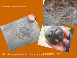 Quelques fossiles de Wallonie !
La science qui étudie les fossiles est la PALEONTOLOGIE
 