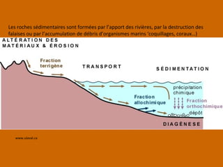www.ulaval.ca
Les roches sédimentaires sont formées par l’apport des rivières, par la destruction des
falaises ou par l’accumulation de débris d’organismes marins ‘coquillages, coraux…)
 