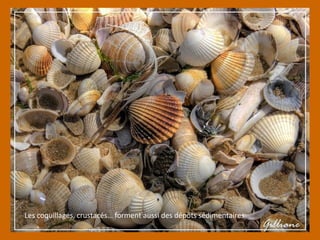 Les coquillages, crustacés… forment aussi des dépôts sédimentaires
 