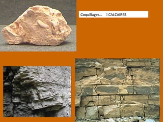 Coquillages…  CALCAIRES
 