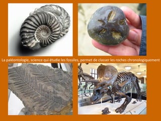 La paléontologie, science qui étudie les fossiles, permet de classer les roches chronologiquement
 