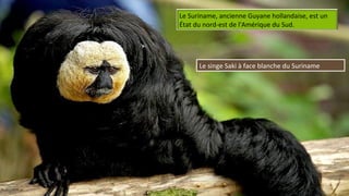 Le Suriname, ancienne Guyane hollandaise, est un
État du nord-est de l'Amérique du Sud.
Le singe Saki à face blanche du Suriname
 