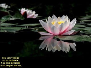 Sou seu veneno e seu antídoto. Sou sua memória e seu esquecimento. 