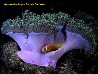 Apresentação por Renato Cardoso 