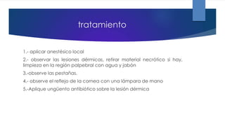 tratamiento
1.- aplicar anestésico local
2.- observar las lesiones dérmicas, retirar material necrótico si hay,
limpieza en la región palpebral con agua y jabón
3.-observe las pestañas.
4.- observe el reflejo de la cornea con una lámpara de mano
5.-Aplique ungüento antibiótico sobre la lesión dérmica
 