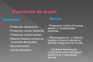 • Epidermis:

- Proteccion desecacion
- Proteccion contra bacterias
- Proteccion contra toxinas
- Balance fluidos a traves de
la perdida de liquidos
- Neurosensorial
- Social-interactivo
• Dermis:
- Proteccion contra el trauma
debido a propiedades
elasticas.
- Termoregulacion y balance
liquidos a traves regulacion
del flujo sanguineo en la piel.
- Contiene factores de
crecimiento para replicacion
epidermica y reparacion
dermal
 