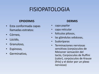 FISIOPATOLOGIA
            EPIDERMIS                    DERMIS
•   Esta conformada capas   •   capa papilar
    llamadas estratos:      •   capa reticular
•   Córneo,                 •   folículos pilosos,
                            •   las glándulas sebáceas,
•   Lúcido,
                            •   Sudoríparas
•   Granuloso,              •   Terminaciones nerviosas
•   Espinoso,                   sensitivas (corpúsculos de
                                Meissner sensación del
•   Germinativo,                tacto, Corpúsculos de Ruffini
                                (calor), corpúsculos de Krause
                                (frío) y el dolor por un plexo
                                nervioso)
 