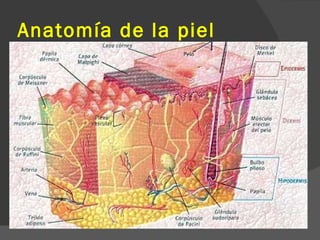 Anatomía de la piel 