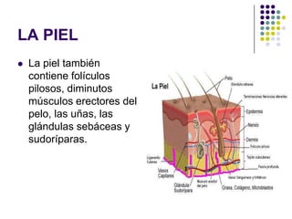 LA PIEL
   La piel también
    contiene folículos
    pilosos, diminutos
    músculos erectores del
    pelo, las uñas, las
    glándulas sebáceas y
    sudoríparas.
 