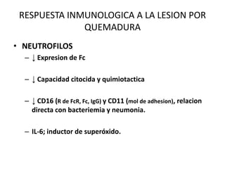 RESPUESTA INMUNOLOGICA A LA LESION POR
              QUEMADURA
• NEUTROFILOS
  – ↓ Expresion de Fc

  – ↓ Capacidad citocida y quimiotactica

  – ↓ CD16 (R de FcR, Fc, IgG) y CD11 (mol de adhesion), relacion
    directa con bacteriemia y neumonia.

  – IL-6; inductor de superóxido.
 