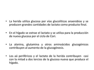 • La herida utiliza glucosa por vías glucolíticas anaerobias y se
  producen grandes cantidades de lactato como producto final.

• En el hígado se extrae el lactato y se utiliza para la producción
  de nueva glucosa por el ciclo de Cori.

• La alanina, glutamina y otros aminoácidos glucogénicos
  contribuyen al aumento de la glucogénesis.

• Los aá periféricos y el lactato de la herida contribuyen casi
  con la mitad a dos tercios de la glucosa nueva que produce el
  hígado.
 
