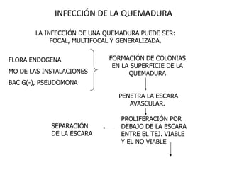 INFECCIÓN DE LA QUEMADURA

       LA INFECCIÓN DE UNA QUEMADURA PUEDE SER:
            FOCAL, MULTIFOCAL Y GENERALIZADA.


FLORA ENDOGENA              FORMACIÓN DE COLONIAS
                             EN LA SUPERFICIE DE LA
MO DE LAS INSTALACIONES           QUEMADURA
BAC G(-), PSEUDOMONA

                              PENETRA LA ESCARA
                                 AVASCULAR.

                               PROLIFERACIÓN POR
            SEPARACIÓN         DEBAJO DE LA ESCARA
            DE LA ESCARA       ENTRE EL TEJ. VIABLE
                               Y EL NO VIABLE
 