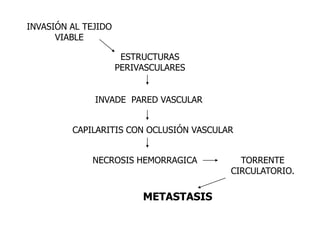 INVASIÓN AL TEJIDO
      VIABLE

                      ESTRUCTURAS
                     PERIVASCULARES


              INVADE PARED VASCULAR


         CAPILARITIS CON OCLUSIÓN VASCULAR


             NECROSIS HEMORRAGICA          TORRENTE
                                         CIRCULATORIO.

                          METASTASIS
 