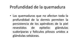 Profundidad de la quemadura
• Las quemaduras que no afectan toda la
  profundidad de la dermis permiten la
  persistencia de los apéndices de la piel
  revestidos de epitelio: glándulas
  sudoríparas y folículos pilosos unidos a
  glándulas sebáceas.
 