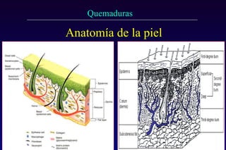 Anatomía de la piel 