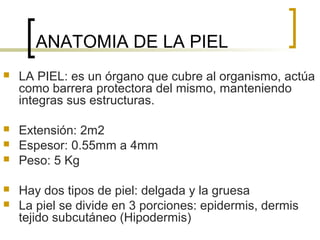 ANATOMIA DE LA PIEL


LA PIEL: es un órgano que cubre al organismo, actúa
como barrera protectora del mismo, manteniendo
integras sus estructuras.



Extensión: 2m2
Espesor: 0.55mm a 4mm
Peso: 5 Kg






Hay dos tipos de piel: delgada y la gruesa
La piel se divide en 3 porciones: epidermis, dermis
tejido subcutáneo (Hipodermis)

 