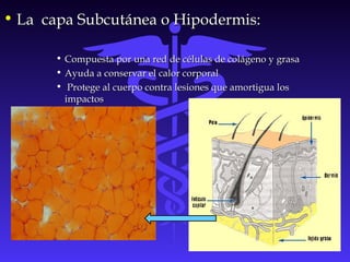 • La capa Subcutánea o Hipodermis:La capa Subcutánea o Hipodermis:
• Compuesta por una red de células de colágeno y grasaCompuesta por una red de células de colágeno y grasa
• Ayuda a conservar el calor corporalAyuda a conservar el calor corporal
• Protege al cuerpo contra lesiones que amortigua losProtege al cuerpo contra lesiones que amortigua los
impactosimpactos
 